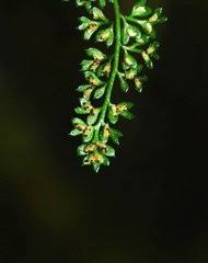 Image result for Asplenium musiraense