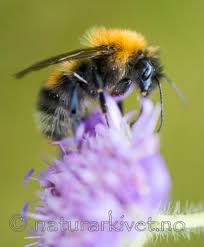 Image result for Bombus consobrinus