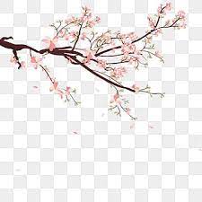 Millones De Imagenes Png Fondos Y Vectores Para Descarga Gratuita Pngtree Cherry Blossom Images Flower Backgrounds Cherry Blossom Vector
