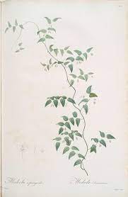 Life Is Beautiful Botanical Drawings Vine Drawing Plant Illustration