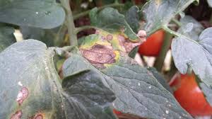 Image result for Septoria leaf spot of tomato