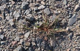 Image result for Eragrostis macrochlamys
