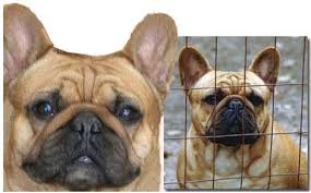 We offer various french we do not sell to kennel breeders, and we are picky about where our babies go. Pettybulls French Bulldogs French Bulldog Breeders And Information