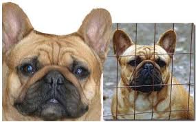 Search for local french bulldog or find french bulldog information by clicking below search our free french bulldog breeders directory, the largest breeder directory in the united states and canada. Pettybulls French Bulldogs French Bulldog Breeders And Information