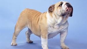 Their lifespan is affected by the common illnesses that they have. British Bulldog Burke S Backyard