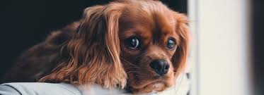 See reviews for pet medical center of springfield in springfield, va at 8054 rolling rd from angi members or join today to leave your own review. Top Rated Local Veterinarians Animal Hospital Of Springfield