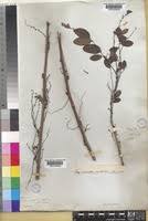 Image result for Phyllanthus polyspermus