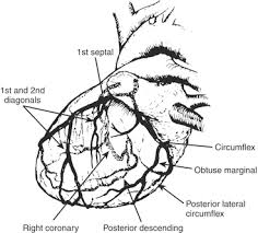 Coronary arteries, trunk, left anterior descending, left circumflex, diagonal. Anesthesia For Myocardial Revascularization Clinical Gate
