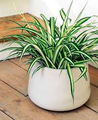 Maybe you would like to learn more about one of these? Tambah Semangat 10 Tanaman Hias Di Meja Kerja Ini Berikan Aura Positif Artikel Spacestock