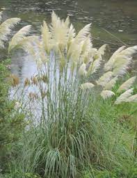 Inspirational designs, illustrations, and graphic elements from the world's best designers. Georgia Backyard Nature Grasses