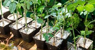 10 pembiakan secara keratan batang contoh pokok hiasan yang boleh dibiakkan melalui keratan batang. Biak Pokok Rose Melalui Keratan Batang Paling Mudah Dan Cepat Impiana