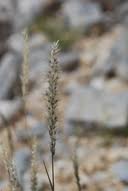 Image result for Enneapogon desvauxii