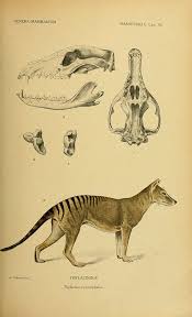 Tasmanian Tiger Extinct Since The 1920 S Tasmanian Tiger Scientific Illustration Prehistoric Animals