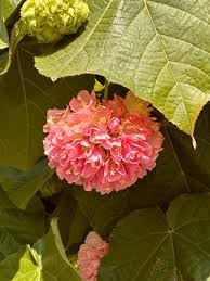 Image result for Dombeya lastii