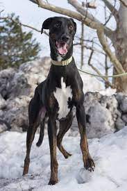 Boston Terrier Doberman Mix Puppiesgalleryxyz Doberman Mix Doberman Pinscher Doberman