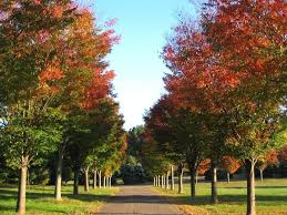 They can grow 50 feet tall. Lipstick Maple Drive Can Be Achieved With October Glory Autumn Blaze Or Fairview Flame Available Driveway Landscaping Tree Lined Driveway Landscape Trees