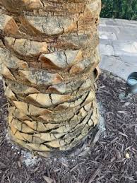 Like other trees, the palm tree needs pruning albeit carefully and at long intervals. Sylvester Palm Tree Fungus Issue Help Discussing Palm Trees Worldwide Palmtalk