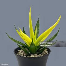 Image result for Dracaenaceae