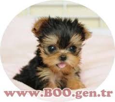Minyatur Fincan Kopekler Pomeranian Dunyasi Yorkshire Terrier Evcil Hayvanlar Yavru Kopek