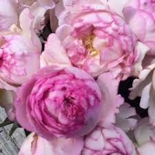 Hoa hồng cream yves piaget tuyệt đẹp một trong những dòng hoa premium cut rose mà thế giới ưa thích chúc bạn. 100 Yves Piaget Rose Ideas Rose Flowers Rose Varieties