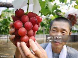 492 Roman A Grape Stock Photos, High-Res Pictures, and Images