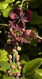 Flowering vines truly make a lovely addition to all kinds of landscaping ideas around different types of outdoor spaces—from outdoor seating areas, front porches, and pools to garden native to africa and also called clockvine, this vine is a perennial that grows as an annual in temperate and cooler zones. Pin On Unusual Plants Flowers