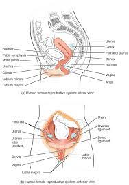 The diagram below shows the chief terms of position and direction and the main planes of reference. Uterus Wikipedia