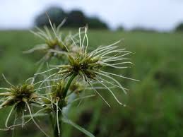 Image result for Rhynchospora gracillima