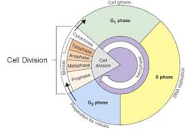 Cell Cycle Interphase Lessons Tes Teach Cell Cycle