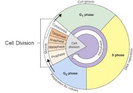 cell cycle interphase lessons tes teach cell cycle