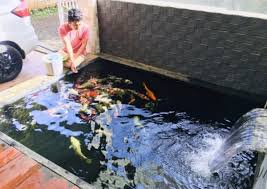 Jangan sampai air kolam keruh atau berwarna hijau, apalagi sampai kolam menjadi sarang bakteri penyebab penyakit pada ikan koi.karena memang air kolamlah sarana untuk memelihara ikan, jadi baik buruk kualitas ikan akan turut ditentukan oleh kebersihan kolam. Pelihara Ikan Koi Pemula Wajib Perhatikan Hal Ini Jatim Times