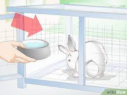 How To Keep Rabbit Bottles From Freezing 10 Steps With Pictures