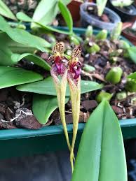 Image result for Bulbophyllum oreonastes