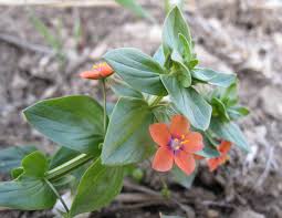 Image result for Anagallis barbata