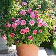 Discover new finds for everyone at zulily. Princess Alexandra Of Kent 2 Quart Pots Delivery Type Planting Roses Container Roses David Austin Roses