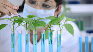 Check spelling or type a new query. How Plant Tissue Culture Can Be Used In Pharmaceuticals Plant Cell Technology Your Partner In Plant Tissue Culture