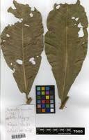 Image result for Terminalia macroptera