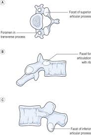 Cervical Vertebra An Overview Sciencedirect Topics