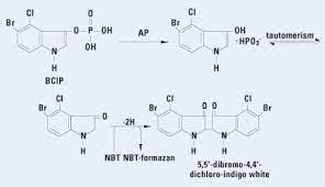 Blue chip investment plan (bcip). Thermo Scientific 1 Step Nbt Bcip Plus Suppressor Substrate Solution 1 Step Nbt Bcip Plus Suppressor Solution 100ml Western Blotting Substrates Fisher Scientific