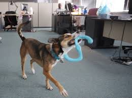 Everything you need to know. Embrace Pet Insurance Finds Success Keeping Tails Wagging Embrace Pet Insurance Elderly Dog Care Best Pet Insurance