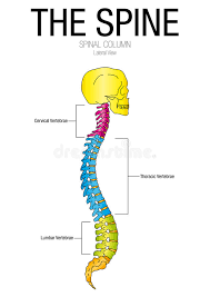 Chart Of The Spine Lateral View With Parts Name Stock Vector