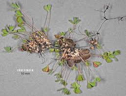 Image result for Marsilea vera