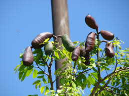 Image result for Hymenaea courbaril