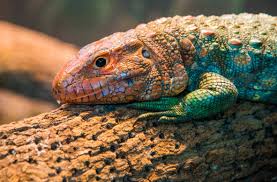 images?q=tbn:ANd9GcRHS-EMKUpJGBUvOOnxLrMTjSeoVYLBEeCJfQ&s