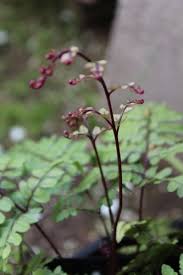 Image result for Athyrium annae