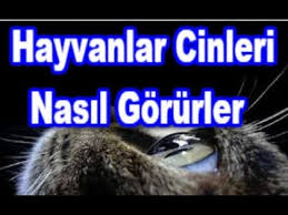 Hayvanlar Cinleri Nasil Gorur Kediler Baykuslar Kopekler Medyum Umut Youtube