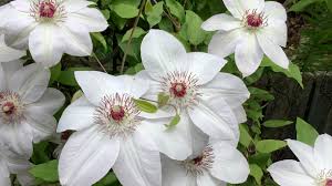 Image result for Clematis commutata