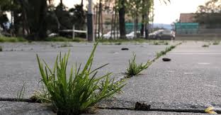La Naturaleza Se Abre Paso Tambien En El Casco Urbano De Villena El Periodico De Villena