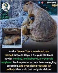 Unlikely friendship between monkey and capybara