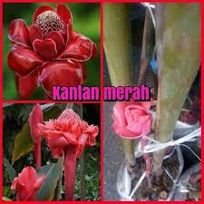 Menurut perubatan tradisional, bunga kantan ini digunakan dan sangat bermanfaat untuk mengubati sakit telinga dan juga untuk membersihkan luka. Rizom Kantan Merah Rizom Batang Merah Shopee Malaysia